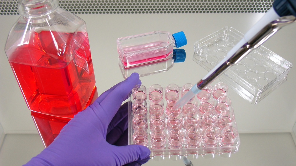  Balanced Salt Solution with Phenol red and Sodium bicarbonate / 1X